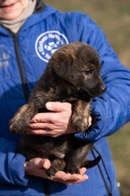 AZAHRIAH, Hund, Mischlingshund in Ungarn - Bild 3