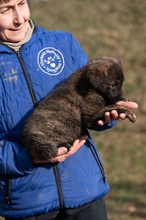 AZAHRIAH, Hund, Mischlingshund in Ungarn - Bild 5