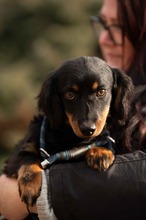 FULGRIM, Hund, Langhaardackel Mischling in Ungarn - Bild 1