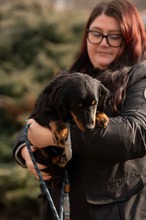 FULGRIM, Hund, Langhaardackel Mischling in Ungarn - Bild 10