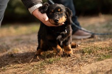 FULGRIM, Hund, Langhaardackel Mischling in Ungarn - Bild 11