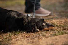 FULGRIM, Hund, Langhaardackel Mischling in Ungarn - Bild 2