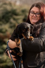 FULGRIM, Hund, Langhaardackel Mischling in Ungarn - Bild 3