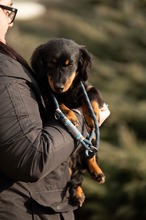 FULGRIM, Hund, Langhaardackel Mischling in Ungarn - Bild 4