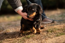 FULGRIM, Hund, Langhaardackel Mischling in Ungarn - Bild 5