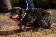 FULGRIM, Hund, Langhaardackel Mischling in Ungarn - Bild 6