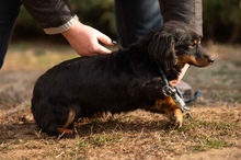 FULGRIM, Hund, Langhaardackel Mischling in Ungarn - Bild 8