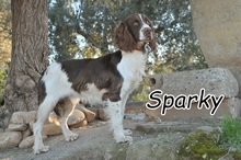 SPARKY, Hund, Springer Spaniel Mischling in Spanien - Bild 1