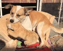 LUKULO, Hund, Mischlingshund in Slowakische Republik - Bild 2