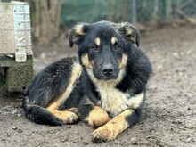 ZYNA, Hund, Mischlingshund in Aerzen - Bild 1