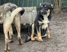 ZYNA, Hund, Mischlingshund in Aerzen - Bild 2