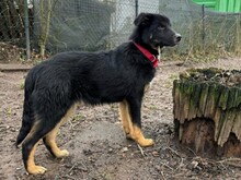 RIO, Hund, Mischlingshund in Aerzen - Bild 1