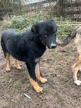 RIO, Hund, Mischlingshund in Aerzen - Bild 2