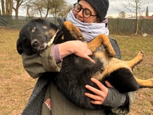 RIO, Hund, Mischlingshund in Aerzen - Bild 3