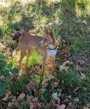 RUBY2, Hund, Podenco Mischling in Spanien - Bild 1