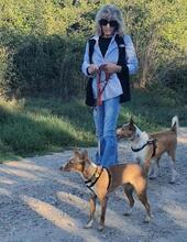 RUBY2, Hund, Podenco Mischling in Spanien - Bild 2