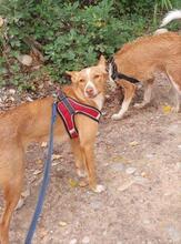 RUBY2, Hund, Podenco Mischling in Spanien - Bild 3