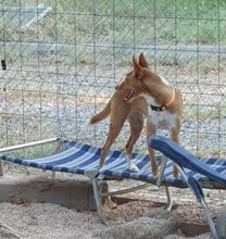 RUBY2, Hund, Podenco Mischling in Spanien - Bild 4