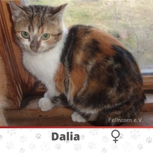 DALIA, Katze, Europäisch Kurzhaar in Bulgarien - Bild 1