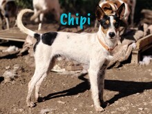 CHIPI, Hund, Ratonero Bodeguero Andaluz in Spanien - Bild 2