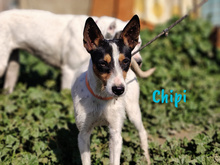 CHIPI, Hund, Ratonero Bodeguero Andaluz in Spanien - Bild 4