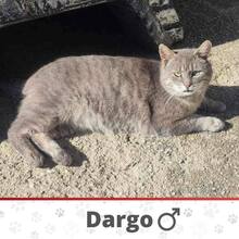 DARGO, Katze, Europäisch Kurzhaar in Bosnien und Herzegowina - Bild 1