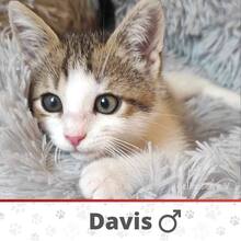 DAVIS, Katze, Europäisch Kurzhaar in München