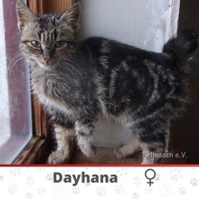 DAYHANA, Katze, Europäische Langhaarkatze in Bulgarien - Bild 1