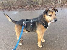 LEON, Hund, Terrier-Mix in Ungarn - Bild 1