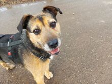 LEON, Hund, Terrier-Mix in Ungarn - Bild 2