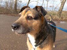 LEON, Hund, Terrier-Mix in Ungarn - Bild 3