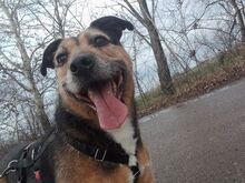 LEON, Hund, Terrier-Mix in Ungarn - Bild 4