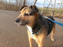 LEON, Hund, Terrier-Mix in Ungarn - Bild 5