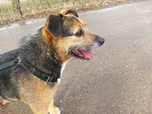 LEON, Hund, Terrier-Mix in Ungarn - Bild 6