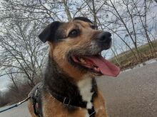 LEON, Hund, Terrier-Mix in Ungarn - Bild 7