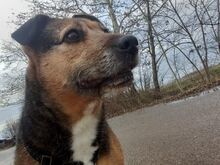 LEON, Hund, Terrier-Mix in Ungarn - Bild 8