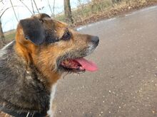 LEON, Hund, Terrier-Mix in Ungarn - Bild 9