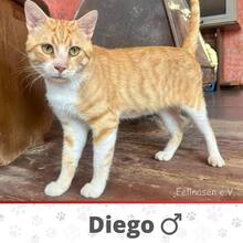 DIEGO, Katze, Europäisch Kurzhaar in Bulgarien - Bild 3