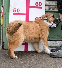 BELISHA, Hasenartige, Mischlingshund in Slowakische Republik - Bild 3