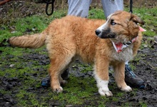 BELISHA, Hasenartige, Mischlingshund in Slowakische Republik - Bild 4