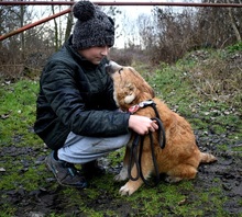 BELISHA, Hasenartige, Mischlingshund in Slowakische Republik - Bild 7