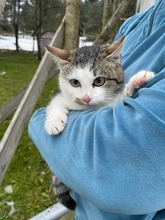 DIYA, Katze, Europäisch Kurzhaar in Hamburg - Bild 2