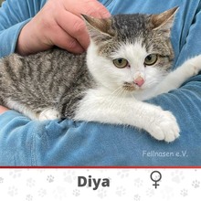 DIYA, Katze, Europäisch Kurzhaar in Hamburg - Bild 3