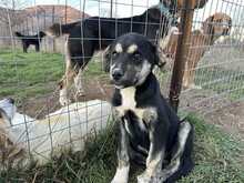 SALLY, Hund, Mischlingshund in Griechenland - Bild 1