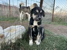 SALLY, Hund, Mischlingshund in Griechenland - Bild 2