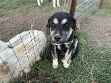 SALLY, Hund, Mischlingshund in Griechenland - Bild 4