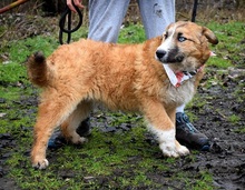 BELISHA, Hund, Mischlingshund in Slowakische Republik - Bild 2