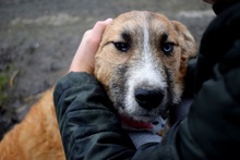 BELISHA, Hund, Mischlingshund in Slowakische Republik - Bild 5