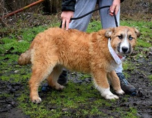 BELISHA, Hund, Mischlingshund in Slowakische Republik - Bild 8