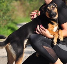 BROWNIEC56, Hund, Mischlingshund in Slowakische Republik - Bild 2